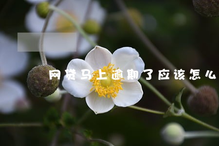 网贷马上逾期了应该怎么做 网贷马上逾期了应该怎么做