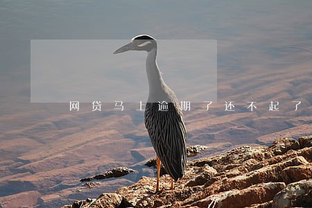 网贷马上逾期了还不起了 网贷马上逾期了还不起了