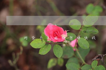 网贷马上逾期想赚快钱 网贷马上逾期想赚快钱