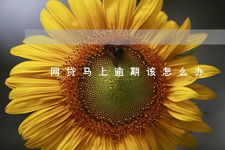 网贷马上逾期该怎么办 网贷马上逾期该怎么办