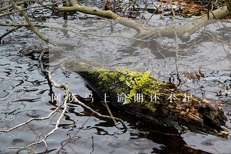 网贷马上逾期还不起 网贷马上逾期还不起
