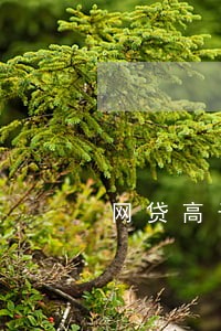 网贷高于多少利息算违法 网贷高于多少利息算违法