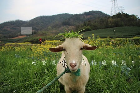 网贷高利息征信逾期能申诉吗 网贷高利息征信逾期能申诉吗