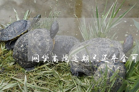 网贷高炮逾期只还本金可以吗 网贷高炮逾期只还本金可以吗