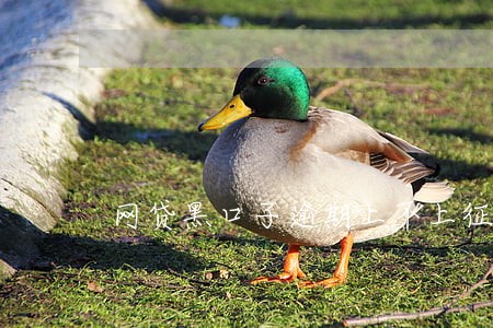 网贷黑口子逾期上不上征信 网贷黑口子逾期上不上征信