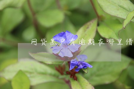 网贷黑户有逾期在哪里借 网贷黑户有逾期在哪里借