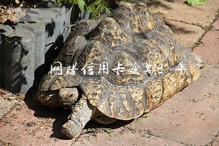 网赌信用卡逾期2年