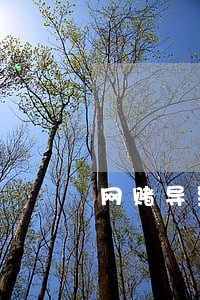 网赌导致卡逾期