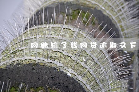 网赌输了钱网贷逾期又下水 网赌输了钱网贷逾期又下水