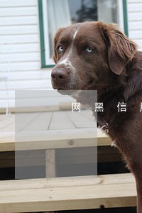 网黑信用卡逾期可以贷款吗