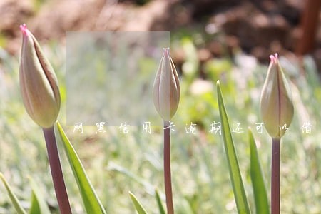 网黑信用卡逾期还可以借钱吗 网黑信用卡逾期还可以借钱吗