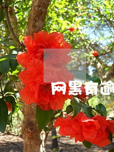 网黑有逾期谁还有办法贷款 网黑有逾期谁还有办法贷款