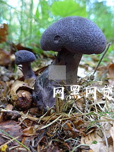 网黑网贷逾期 网黑网贷逾期