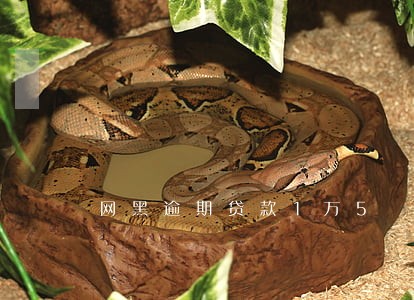 网黑逾期贷款1万5