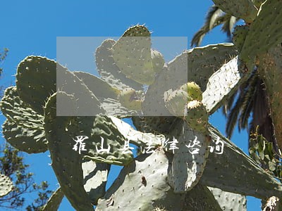 罗山县法律咨询