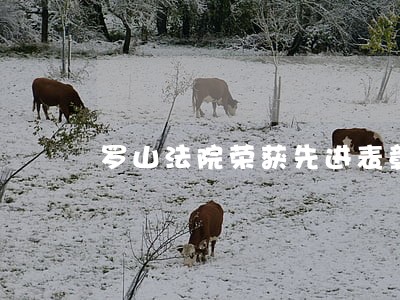 罗山法院荣获先进表彰 罗山法院荣获先进表彰