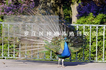 罗庄区种植养殖回收合同纠纷律师 罗庄区种植养殖回收合同纠纷律师