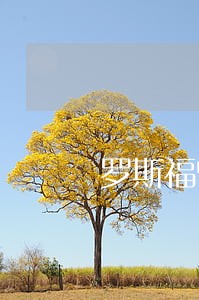 罗斯福曾是法律顾问 罗斯福曾是法律顾问