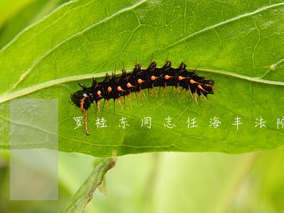 罗桂东同志任海丰法院党组书记 罗桂东同志任海丰法院党组书记
