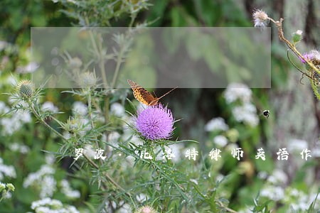 罗波·比洛特律师英语作文