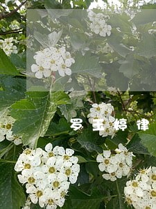 罗玉婷律师解答了我老婆 罗玉婷律师解答了我老婆