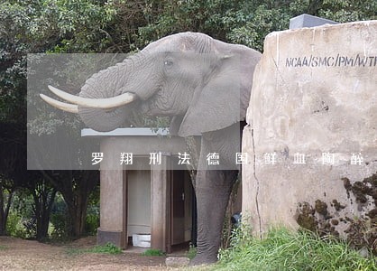 罗翔刑法德国鲜血陶醉案 罗翔刑法德国鲜血陶醉案