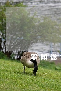 罗翔谈信用卡逾期 罗翔谈信用卡逾期