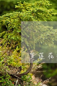 罗莲花律师解答了情侣经常吵架 罗莲花律师解答了情侣经常吵架