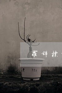 罗锦标贷款逾期 罗锦标贷款逾期