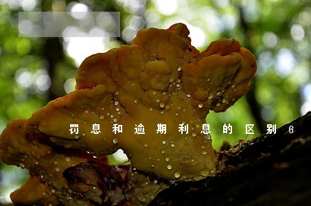 罚息和逾期利息的区别6 罚息和逾期利息的区别6