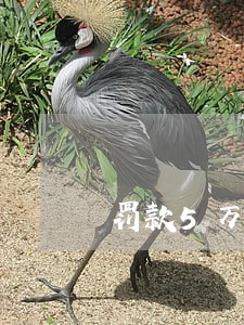 罚款5万元该公司逾期不缴纳 罚款5万元该公司逾期不缴纳