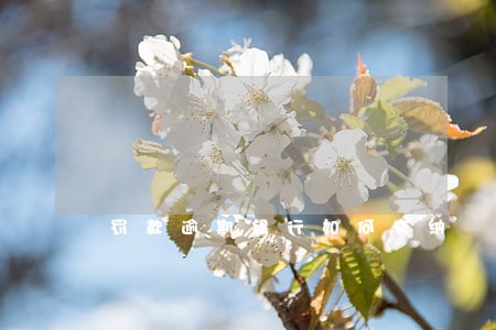 罚款逾期银行如何交纳 罚款逾期银行如何交纳