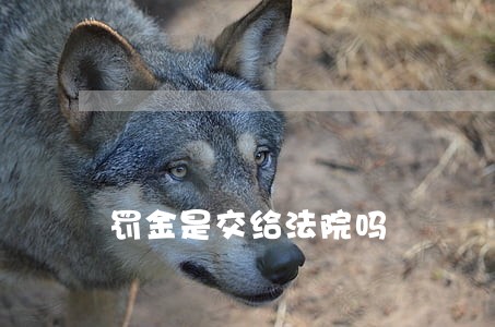 罚金是交给法院吗 罚金是交给法院吗