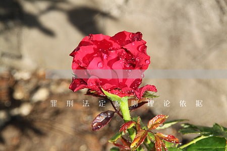 罪刑法定原则理论依据
