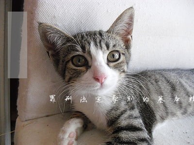 罪刑法定原则的基本精神是 罪刑法定原则的基本精神是