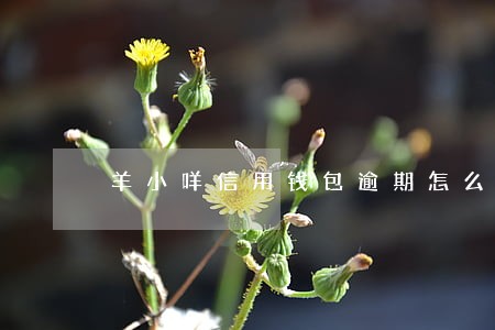 羊小咩信用钱包逾期怎么办 羊小咩信用钱包逾期怎么办