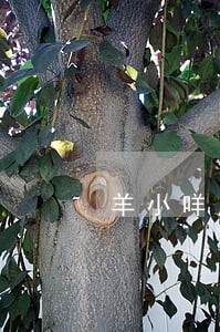 羊小咩原信用钱包逾期5天