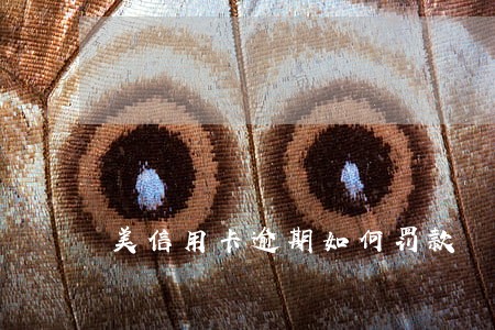 美信用卡逾期如何罚款 美信用卡逾期如何罚款