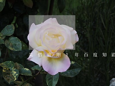 美借逾期1年百度知道 美借逾期1年百度知道
