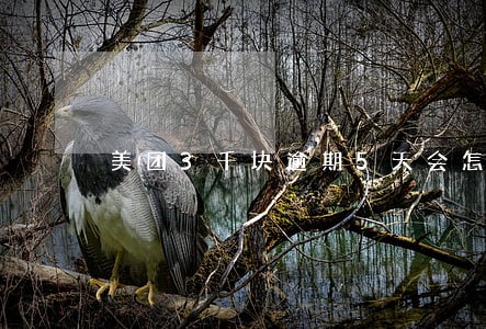 美团3千块逾期5天会怎么样 美团3千块逾期5天会怎么样