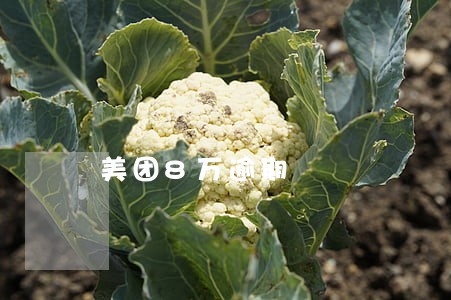 美团8万逾期 美团8万逾期