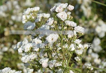 美团信用卡逾期5天