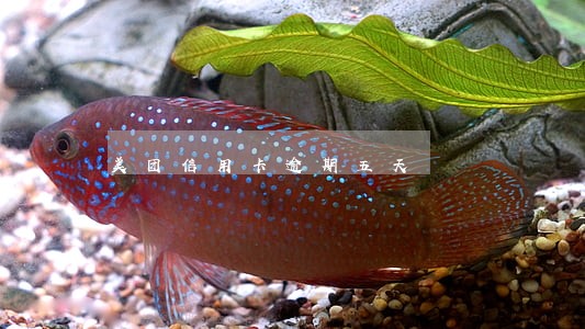 美团信用卡逾期五天 美团信用卡逾期五天