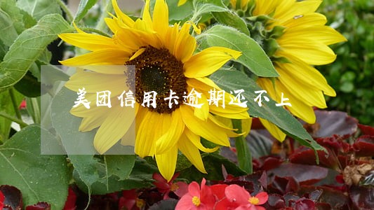 美团信用卡逾期还不上