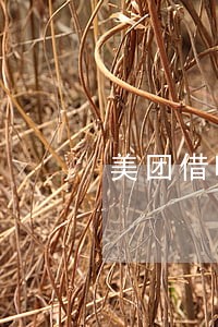 美团借呗逾期10000 美团借呗逾期10000