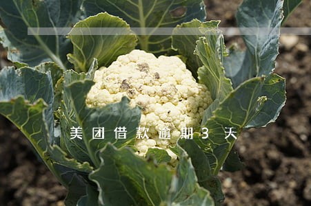 美团借款逾期3天 美团借款逾期3天