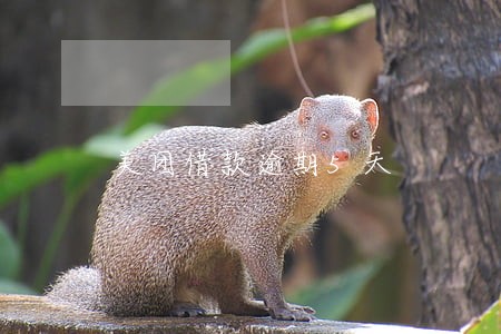 美团借款逾期5天 美团借款逾期5天