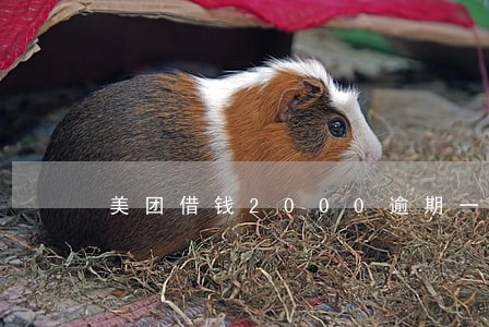 美团借钱2000逾期一年了 美团借钱2000逾期一年了
