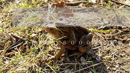 美团借钱欠6000千多逾期 美团借钱欠6000千多逾期