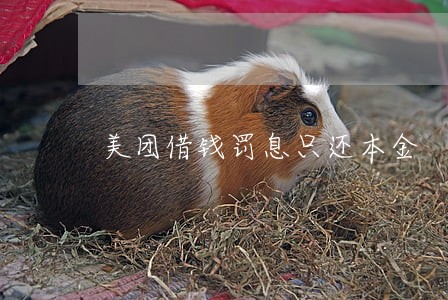 美团借钱罚息只还本金 美团借钱罚息只还本金